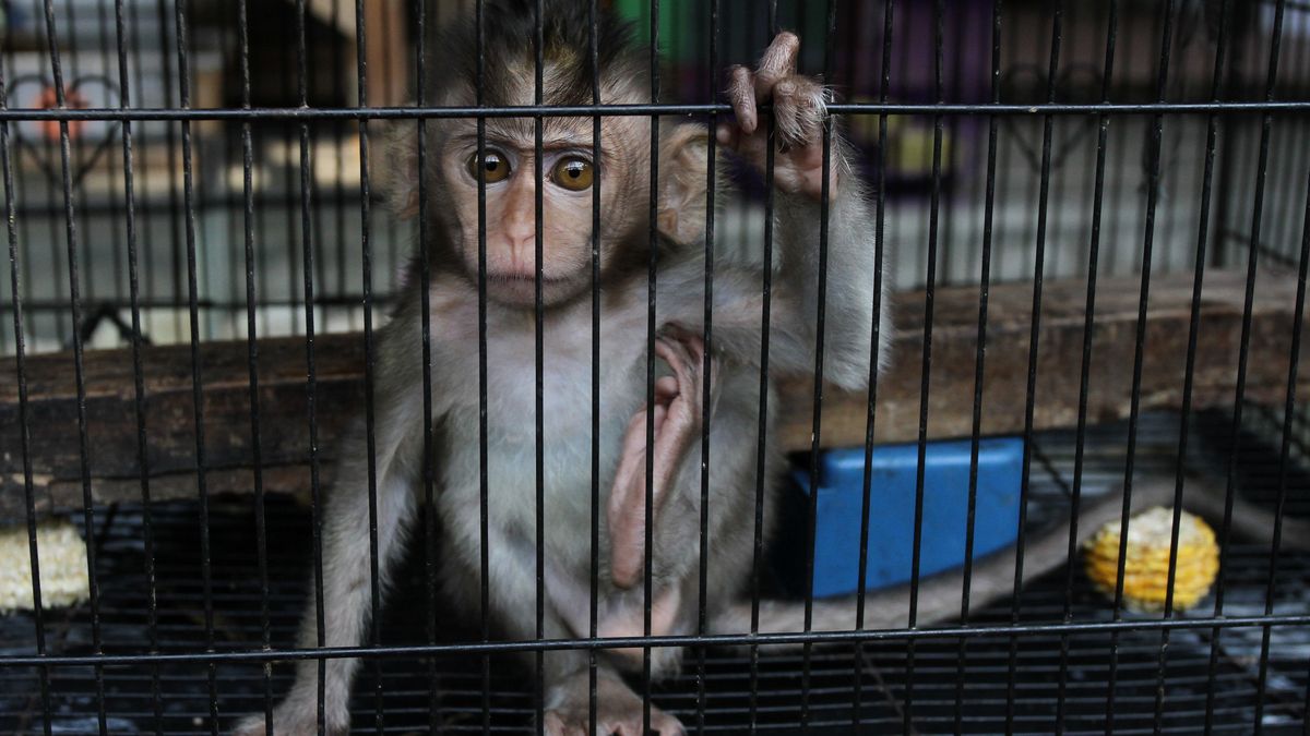 Mučení a vraždy opičích mláďat na objednávku. Novináři rozkryli síť sadistů